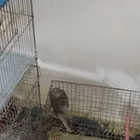 فنچ عروس هلندی وعروس لوتینو با تخم هاش|پرنده|تبریز, |دیوار