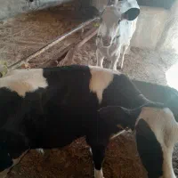 گوساله