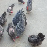 مرغ و خروس امروک پلیموت راک|حیوانات مزرعه|تهران, فدک|دیوار