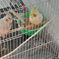 عروس هلندی معاوضه با عروس هلندی یا کوتوله دستی|پرنده|مشهد, ویلاشهر|دیوار