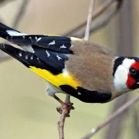 خریدار سهره