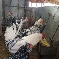 تخم مرغ گلین تازه و اصل|حیوانات مزرعه|اردبیل, |دیوار