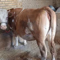 گاو
