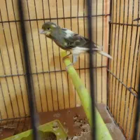 کفتر قناری ۷۵۰