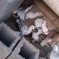 سبزکلاغ نر ماده|پرنده|کرمان, |دیوار