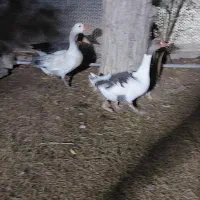 غاز|حیوانات مزرعه|امیدیه, |دیوار