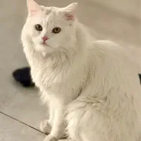 پرشین وان نر اماده جفت گیری