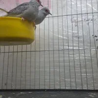 فنچ طوطی سهره