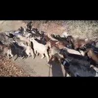 ۳۱سر بزو ۳۱سر بزغاله|حیوانات مزرعه|مریوان, |دیوار