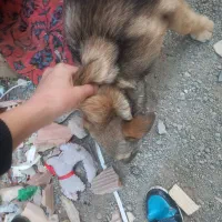 (توله سگ پژدر)|سگ|بهارستان, |دیوار