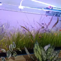 اکواریوم پلند طبیعی