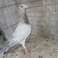 مغلف هفترنگ خطی