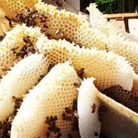 عسل طبیعی و تغذیه ژل رویال گرده گل، کره محلی|خوردنی و آشامیدنی|اردبیل, |دیوار