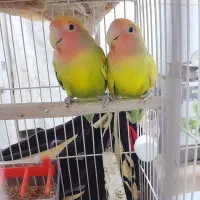 باسلام پرنده خانگی