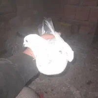 تعدادی کبوتر فروشی