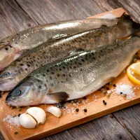 فروش ماهی قزل‌آلا عمده خرده ارزانتر از همه جا