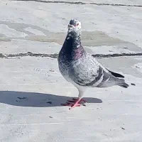 سوسکی سبز قلدر کسی خواست درخدمتم