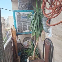 یوکا گیاه آپارتمانی گلدان درختچهدرخت نخل طبیعی