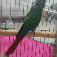 طوطی گرینجیک|پرنده|لنگرود, |دیوار