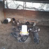 بوقلمون و مرغ و خروس و جوجه گلپایگان|حیوانات مزرعه|فرح آباد, |دیوار