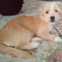 سگ ۴ ماهه،فروش فوری