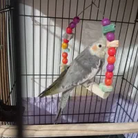 عروس دستی ونر وحشی