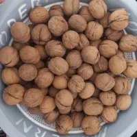 گردو|خوردنی و آشامیدنی|کیار, |دیوار