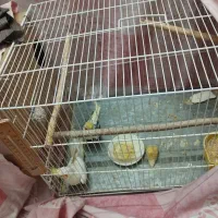 یک جفت عروس هلندی با جوجه|پرنده|سبزوار, قلعه‌نو دهزار|دیوار