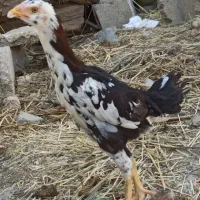 دو عدد جوجه خروس لاری