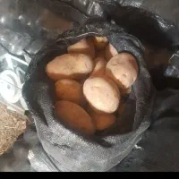 سیبزمینی کله بار درجه یک آکریا