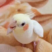 عروس هلندی گم شده