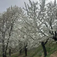 خانه زمین باغ