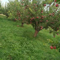 سیب|خوردنی و آشامیدنی|مراغه, |دیوار