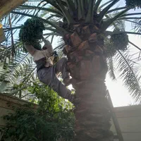 بریدن نخل حرس نخل سمپاشی نخل درآوردن ریش نخل|خدمات باغبانی و درختکاری|اهواز, نادری|دیوار