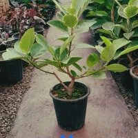 گل فیکوس|گل و گیاه طبیعی|محلات, |دیوار