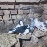 کبوتر جفتگاهی ب شرط تخم جوجه