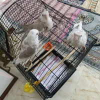 فروش سه عدد عروس هلندی سخنگو ، سالم ( آلبینو )|پرنده|تهران, جوادیه تهرانپارس|دیوار