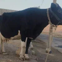 گاو دورگ هلشتاین|حیوانات مزرعه|رومشکان, |دیوار