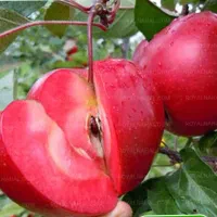 نهال سیب توسرخ  اصلاح شده