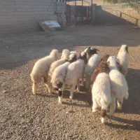 بره گوسفند.بز
