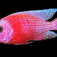 ۴ عدد ماهی گوشتخار