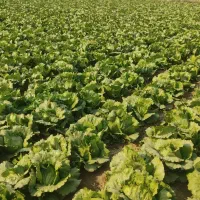 ورامین کاهو|خدمات باغبانی و درختکاری|ورامین, قويينک زهری|دیوار