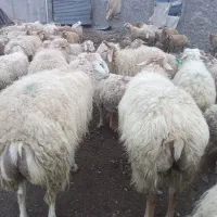 دوراس قوچ جوان ساری قولاغ