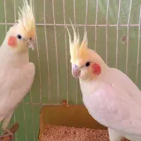 جفت عروس هلندی لوتینو