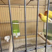 طوطی برزیلی.عروس هلندی