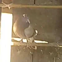 کبوتر گمشده|پرنده|فومن, |دیوار