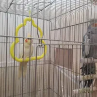 عروس هلندی|پرنده|گلبهار, شهر جدید گلبهار|دیوار