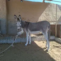 فروش یک راس الاغ