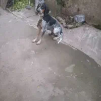 سلام.سگ شکاری نر18ماهه|سگ|لنگرود, |دیوار