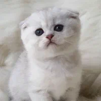 گربه اسکاتیش و بریتیش|گربه|مشهد, الهیه|دیوار